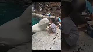 Most Beautiful White Beluga Whale Kissing Baby Boy.Seaworld Water Animal.#shorts #beluga #beautiful