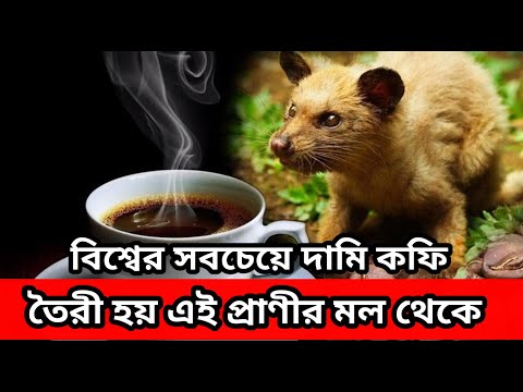 ভিডিও: কোপি লুওয়াক কফি কীভাবে তৈরি হয়