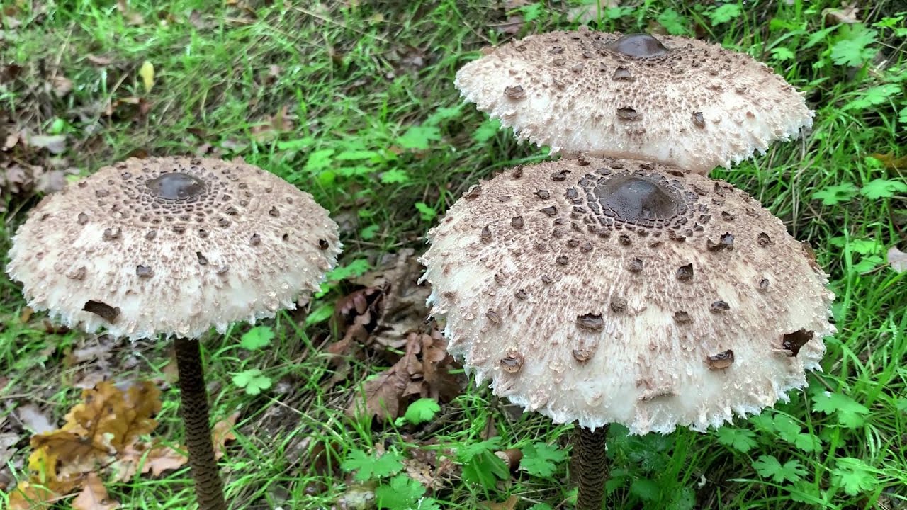 The fastest, easiest and tastiest best way to cook parasol mushroom
