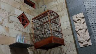 Download Lagu Sikatan Londo jenis Trush Nightingale yg pertama msk Indonesia MP3