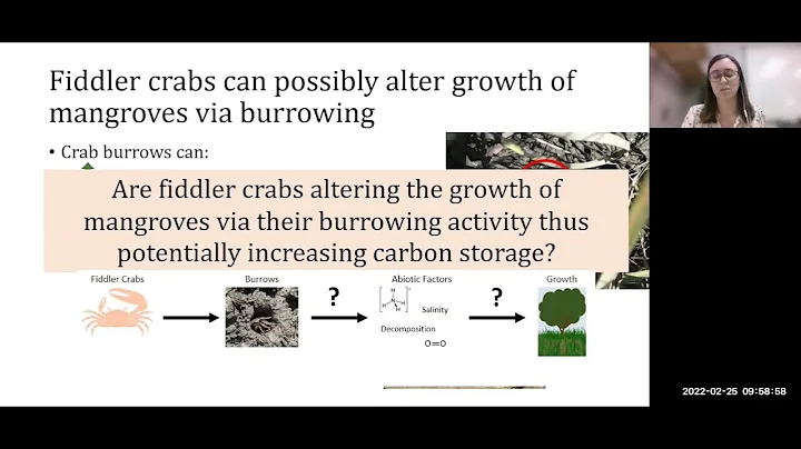 Effects of fiddler crab bioturbation on mangroves on the northeastern Florida coast