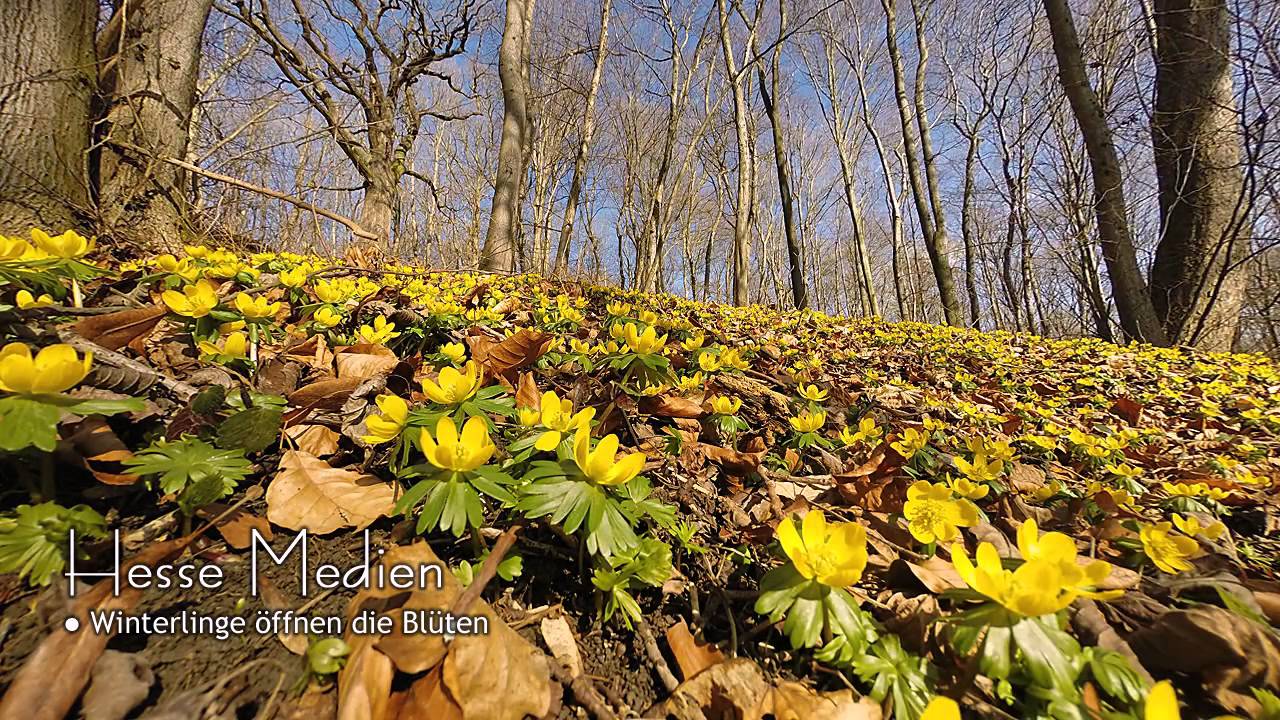 Winterlinge öffnen die Blüten in der Sonne