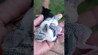 #pets #modapet #birds #petsfofinhos #viralvideo #parrot #budgies  #periquitosaustralianos