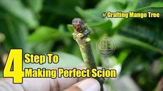 Grafting Mango: 4 Step To Making Perfect Scion