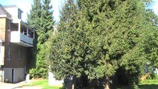JAMESTOWN NY B.P.U. CUTTING TREE DOWN INFESTED WITH BEES ON 8-17-2011 (WELL DONE B.P.U. PART 1
