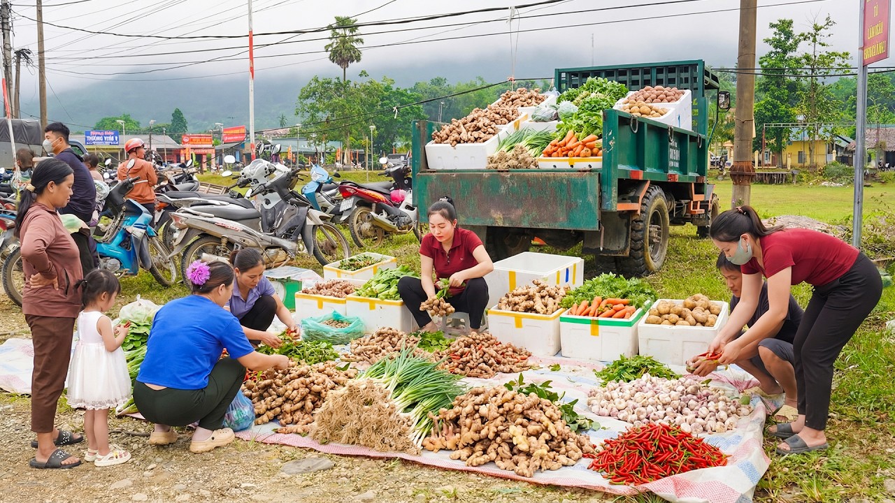 Harvesting Vegetables & Roots, Use Truck Transpor Goes To Market Sell