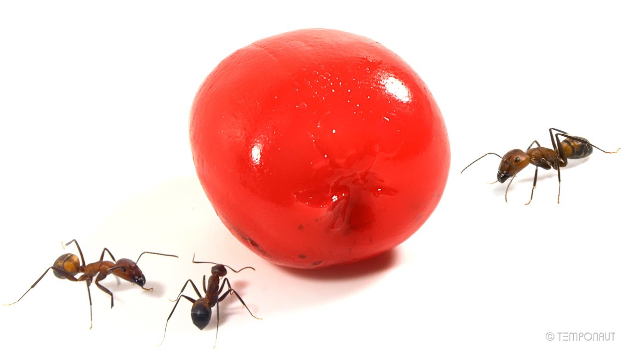 Ants vs Cherry Timelapse YouTube