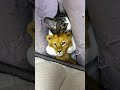 流行っているのでやってみました😸#猫とゲームとおやじ #ねこのいる生活 #ねこのいる暮らし #もとのらねこ #猫 #cat