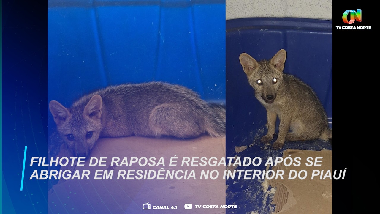 Filhote de raposa é resgatado após se abrigar em residência no interior do Piauí