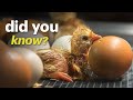 What Homesteaders Aren't Telling You: Incubating and Hatching Chicken Eggs