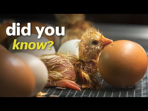 Video: The most egg-laying breeds of chickens: description, characteristics