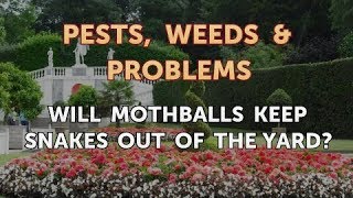 Will Mothballs Keep Snakes Out of the Yard?