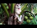 Awesome SO Cute Animal ! CUTE DOGS AND CATS that will make you LAUGH out loud!