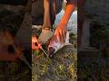 Fish Swallowed a Whole Eel! 😱🐟🪱 Unbelievable Underwater Moment #Viral
