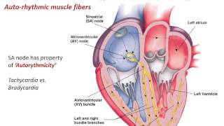 Heart Physiology