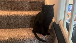 I talk to my cat about how it's okay to be afraid sometimes
