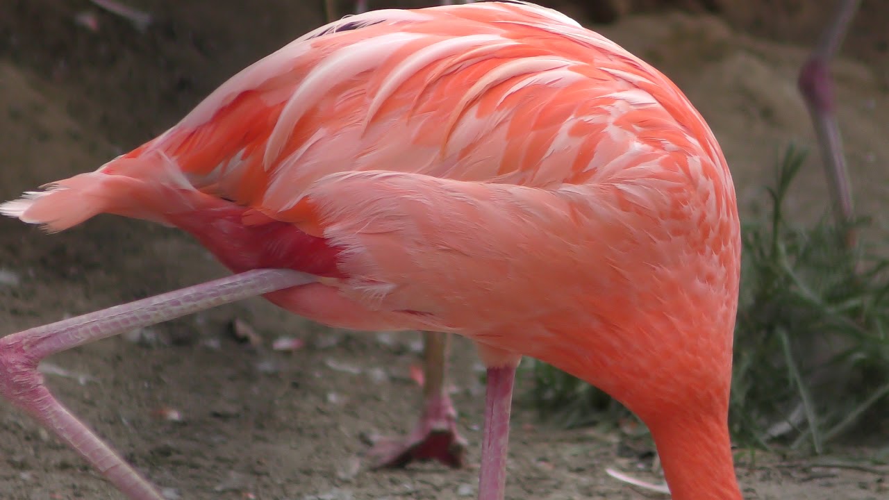 ベニイロフラミンゴ と チリーフラミンゴ 平川動物公園 18年7月29日 Youtube