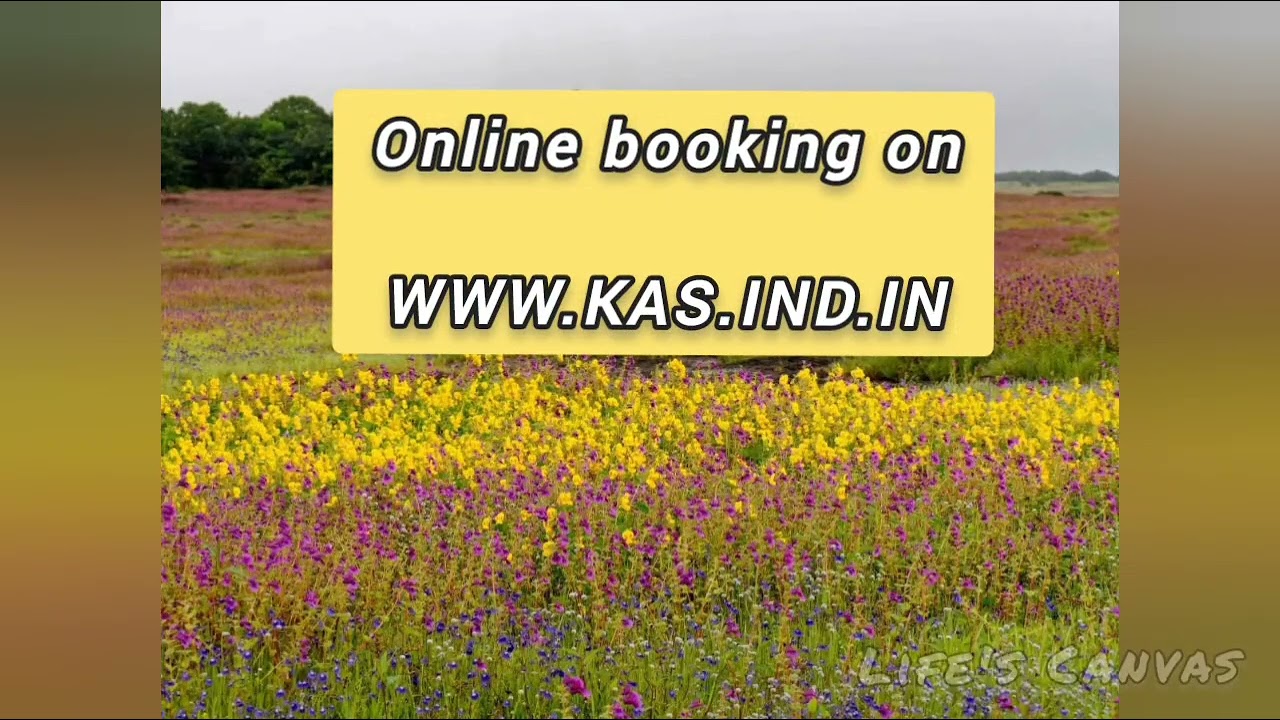 All about Kaas Plateau (कास पठार)Booking site, Slots timing, Entry Fees, route...etc!! 