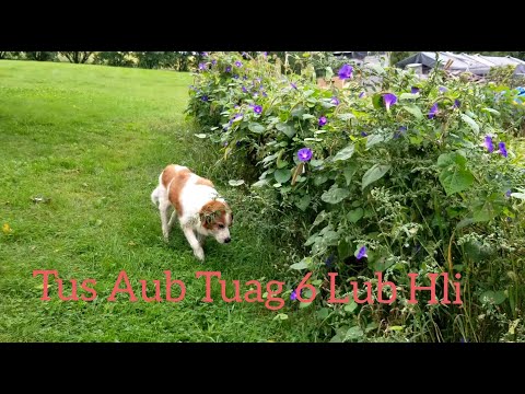 Video: Dingo Aub Yug Hypoallergenic, Noj Qab Haus Huv Thiab Lub Neej Span