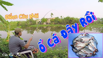 Câu Cá Diếc bằng Cần Câu Cá Hoành Đồ Song Bảo 2,2 Triệu | Câu Đài Nghiệp Dư