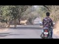 Gir Forest National Park open area Lion's Crossing by #forestsafari #girforest #lion