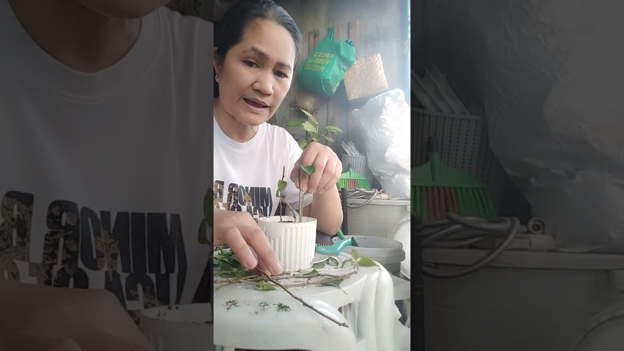 Trying to propagate cuttings of boungavilla 