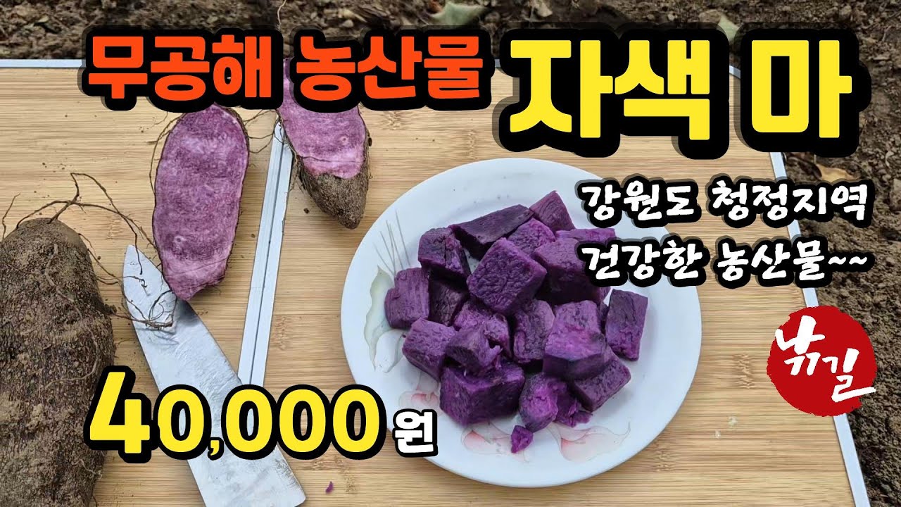 [농산물] 강원도 자색마 / 강원도 무공해 청정 농산물