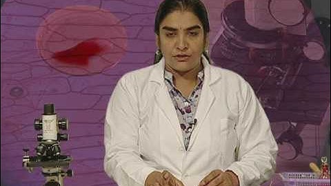 TO PREPARE A STAINED, TEMPORARY MOUNT OF ONION PEEL AND TO STUDY THE CELLS