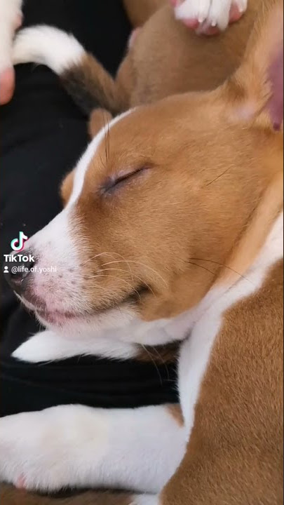 Little Yoshi sleeping with brothers and sisters #basenji #basenjidog #sleep #puppylove #puppies