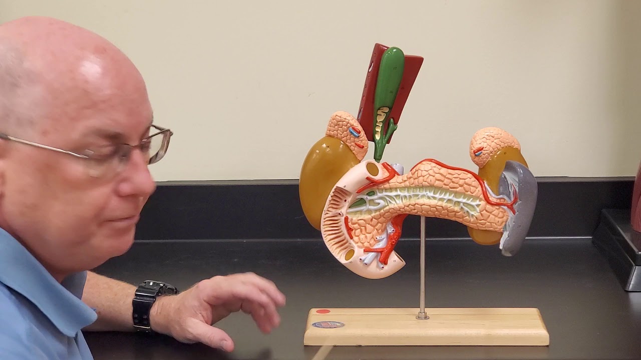 Professor Long 2402 Lab Pancreas and Liver