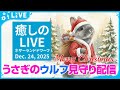 【今日のうさぎ 12/24】ウルフ(ネザーランドドワーフ)といっしょにまったり時間|Wolf the bunny (Netherland Dwarf Bunny) Live Stream2