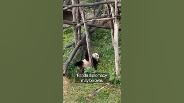 US Won’t Have Any Pandas for the First Time in 50 Years