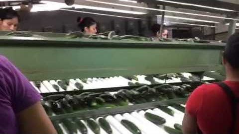 Cucumber Line (Part 2/4)