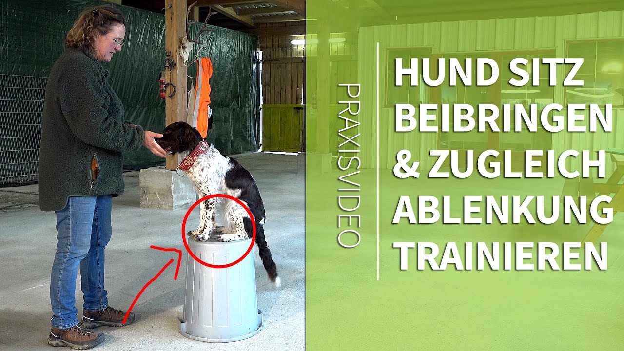 Hund Sitz beibringen Ablenkung beim Sitz Trainieren genial einfache
