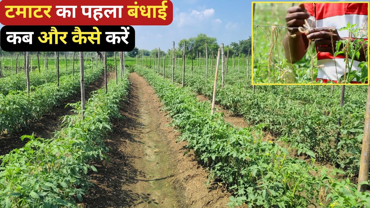 टमाटर बंधाई की सही विधि | टमाटर का पहला बंधाई कब और कैसे करें |how to tie tomatoes |tamatar ki kheti