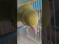 Parrot talking 🦜🧿#foryou #parrotlover #birds #viralshort