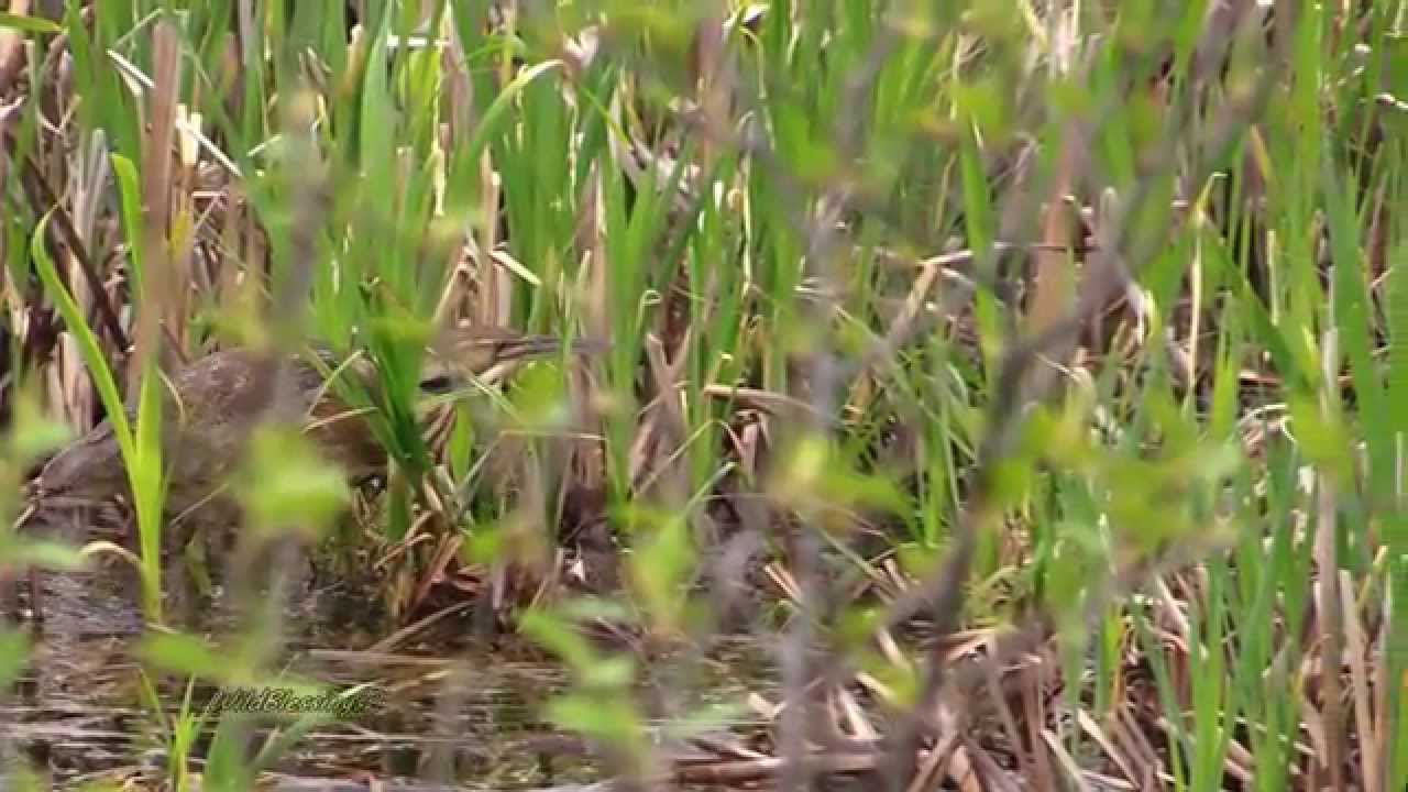 American Bittern Fishing Seney NWR 1080p YouTube