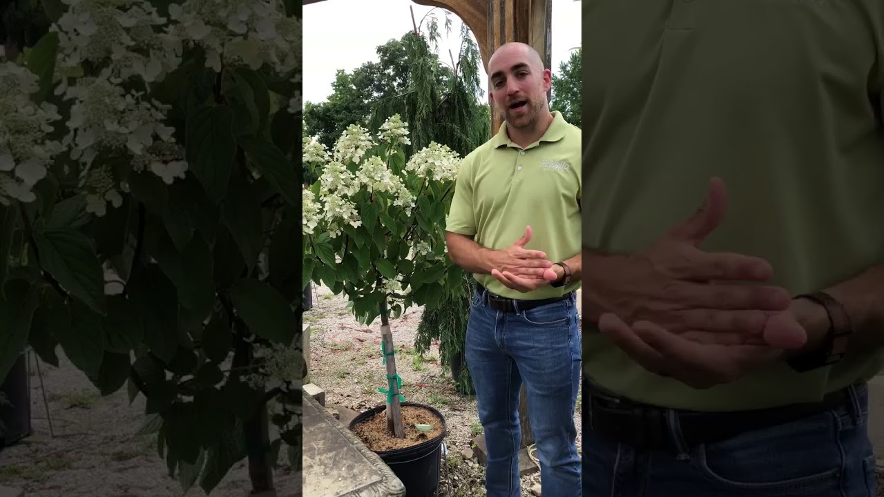 Frisella Nursery S Plant Of The Week Fire And Ice Panicle Hydrangea Youtube