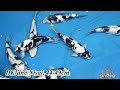 Dream Inspiring Koi! - NND DK-line Shiro Utsuri 2yr Harvest (24, Oct. 2022)