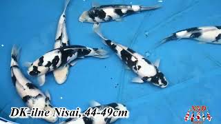 Dream Inspiring Koi! - NND DK-line Shiro Utsuri 2yr Harvest (24, Oct. 2022)