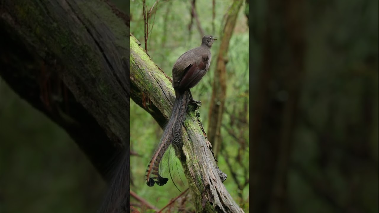 This bird can mimic every sound #animals #animalfacts #facts #anifacts