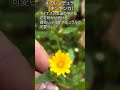 ズボラでも育てられる！手に入りやすい冬も楽しめる植物#shorts#garden #育てやすい植物