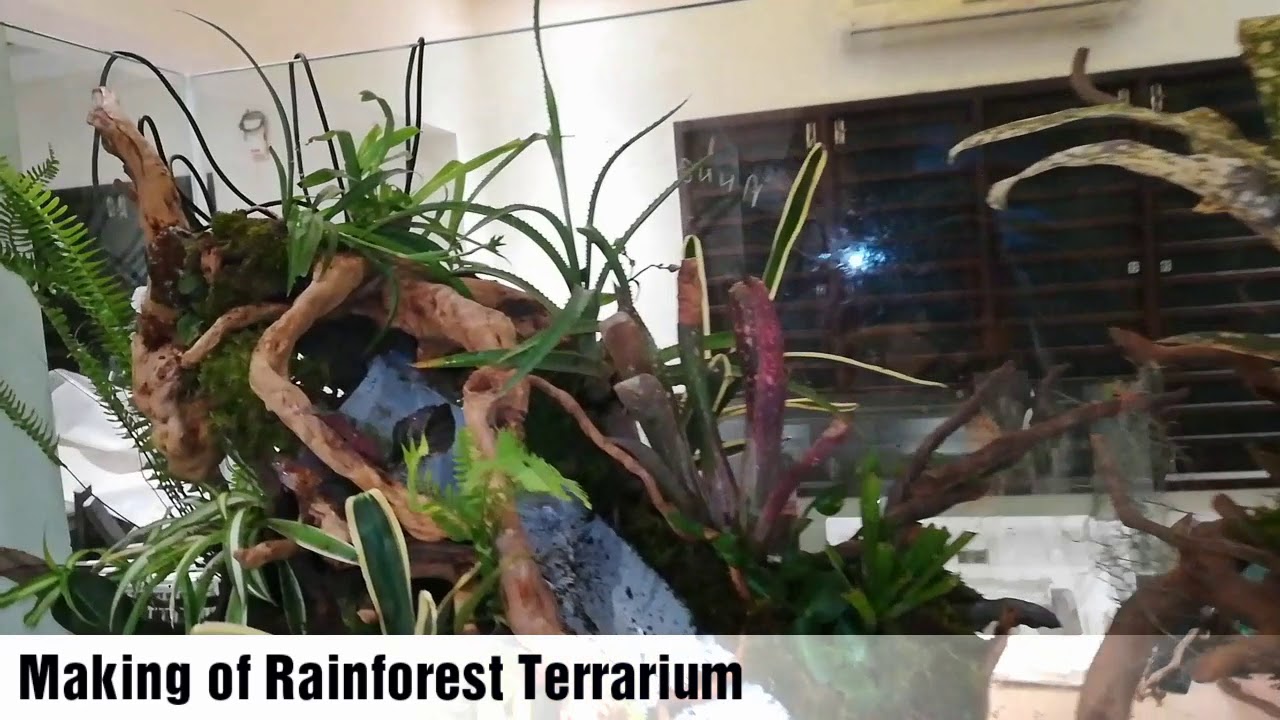 Rainforest Terrarium making in Chennai YouTube
