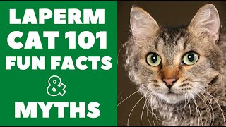 LaPerm Cats 101 : Fun Facts & Myths