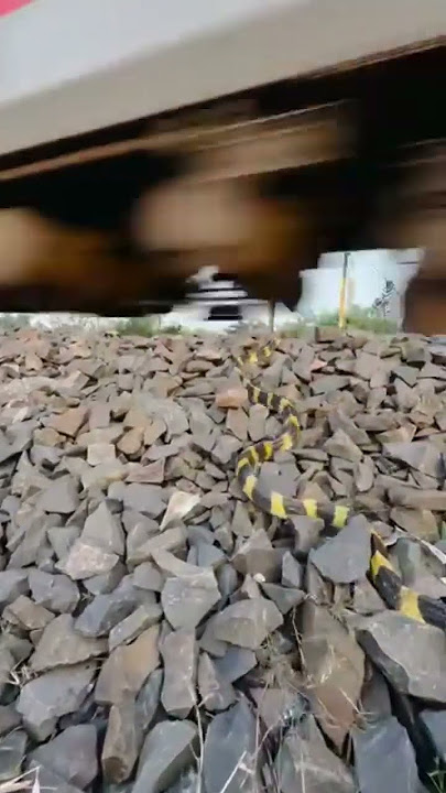 menegangkan!! seekor ular terlindas kereta api