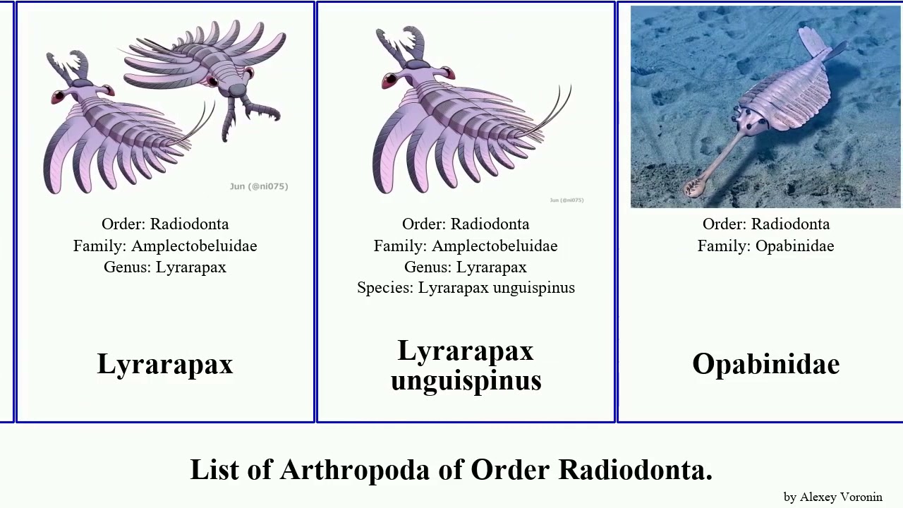 List of Arthropoda of Order Radiodonta. serratus saron Anomalocaris Caryosyntrips Lyrarapax Nights