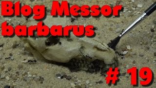 Blog Messor barbarus #19 - Des larves dans le crâne