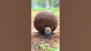 Mestkever 💩 Rolt POEP om te overleven!