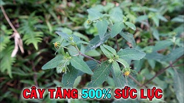 Hy thiêm thảo và bài thuốc Tăng Cân, Khỏe Gân Xương Gấp Nhiều Lần Rất Hiệu Quả | THAODUOC.NET