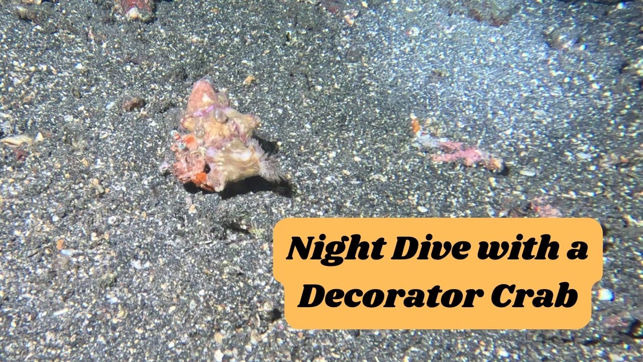 You Won't Believe the Get Up on This Decorator Crab! #ocean #underwaterlife